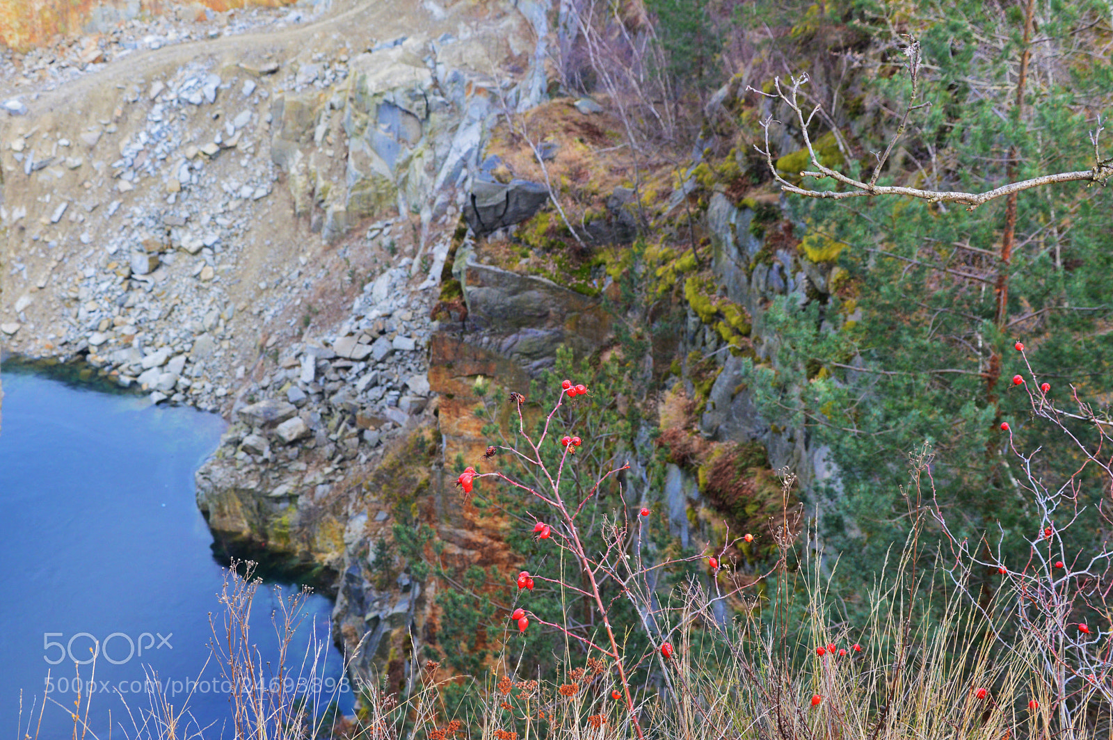 Nikon D3200 sample photo. Rose hips photography
