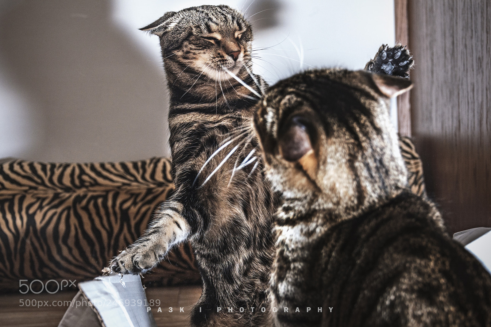 Nikon D5200 sample photo. Mortal kombat cats photography