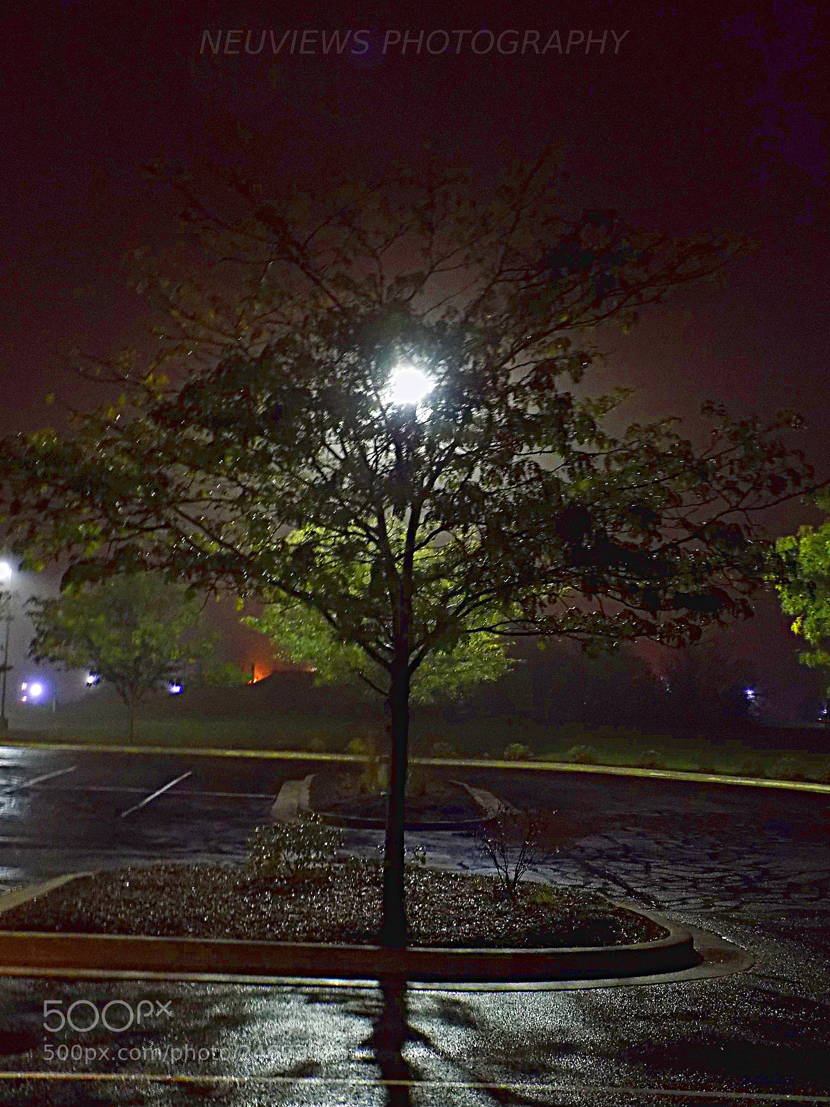 Nikon COOLPIX L340 sample photo. Tree photography