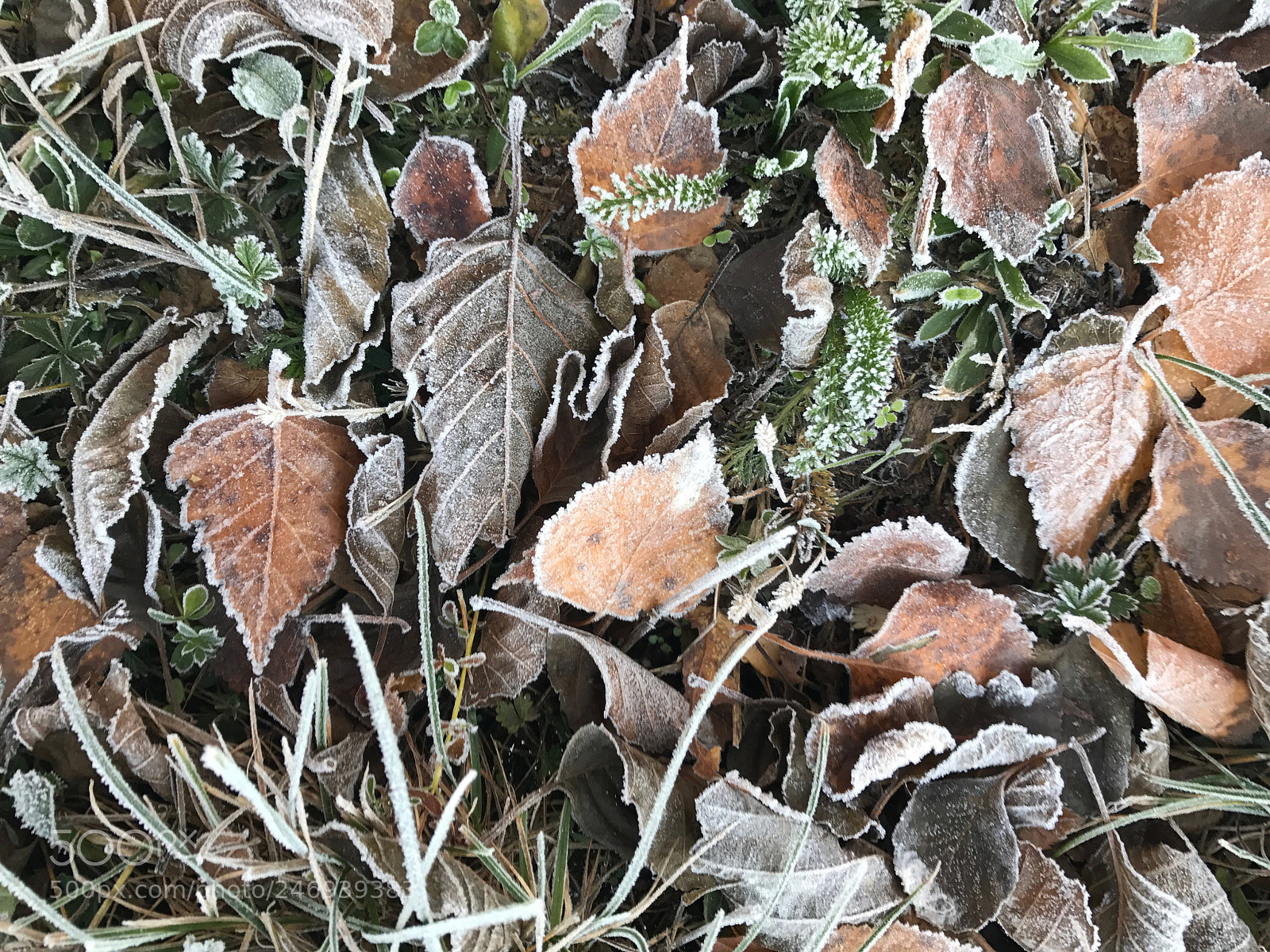 Apple iPhone 7 sample photo. Winter photography