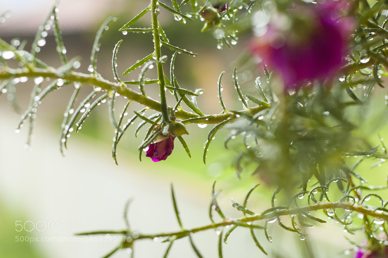 Nikon D70 sample photo. Onze horas photography