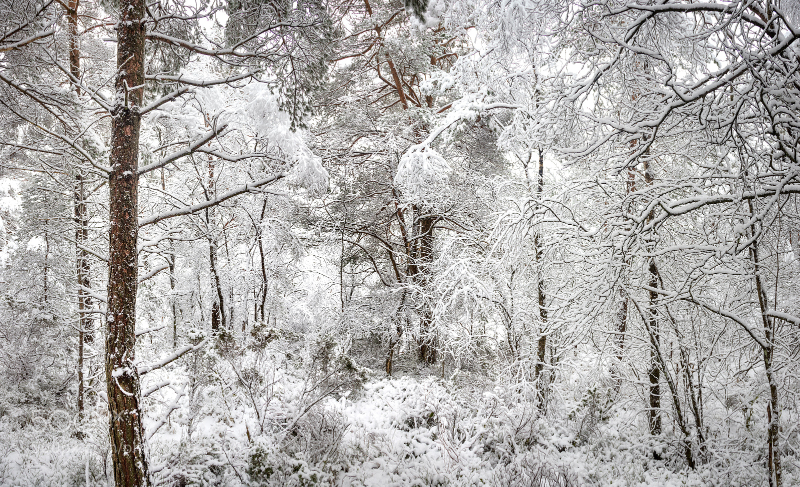 Canon EOS 6D Mark II sample photo. Welcome into the winter photography