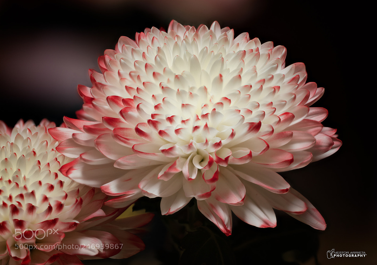 Canon EOS 5DS R sample photo. Dream photography