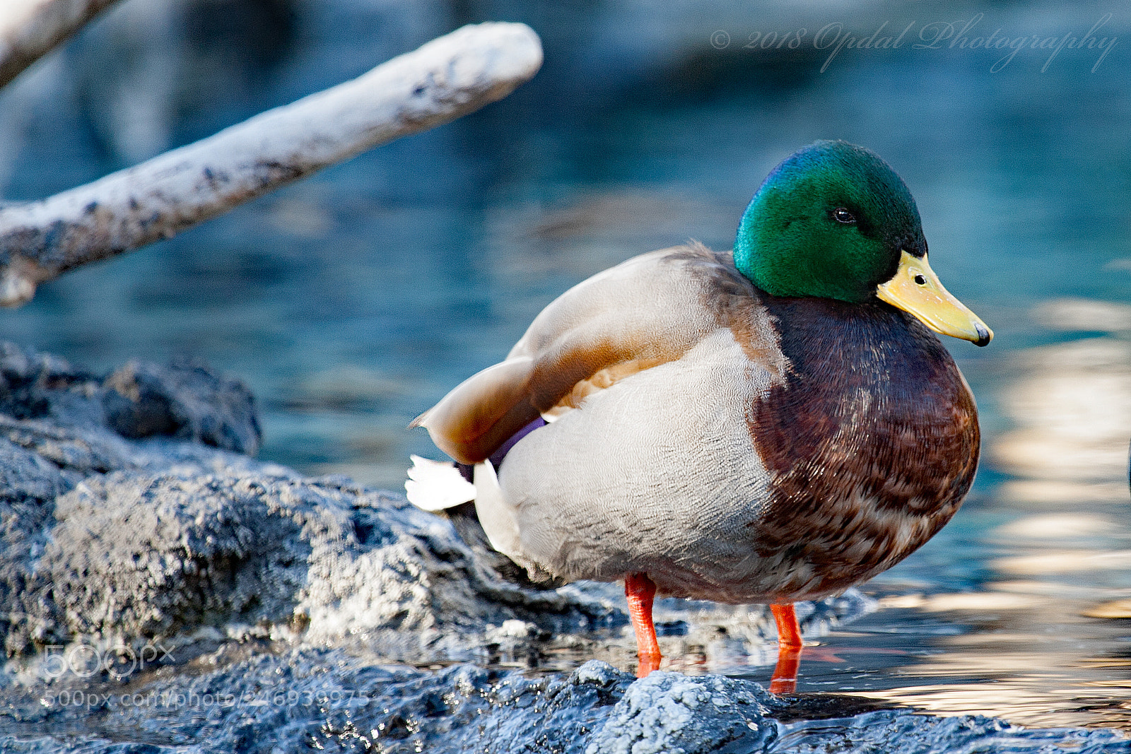 Canon EOS 5D sample photo. Male mallard duck photography