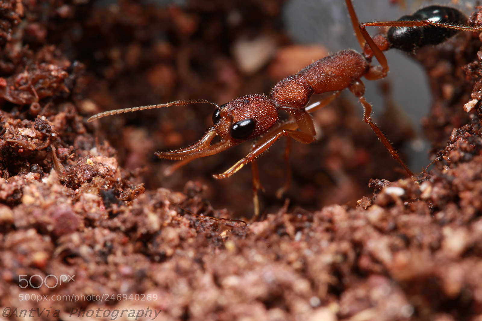 Canon EF-S 60mm F2.8 Macro USM sample photo. Harpegnathos saltator photography