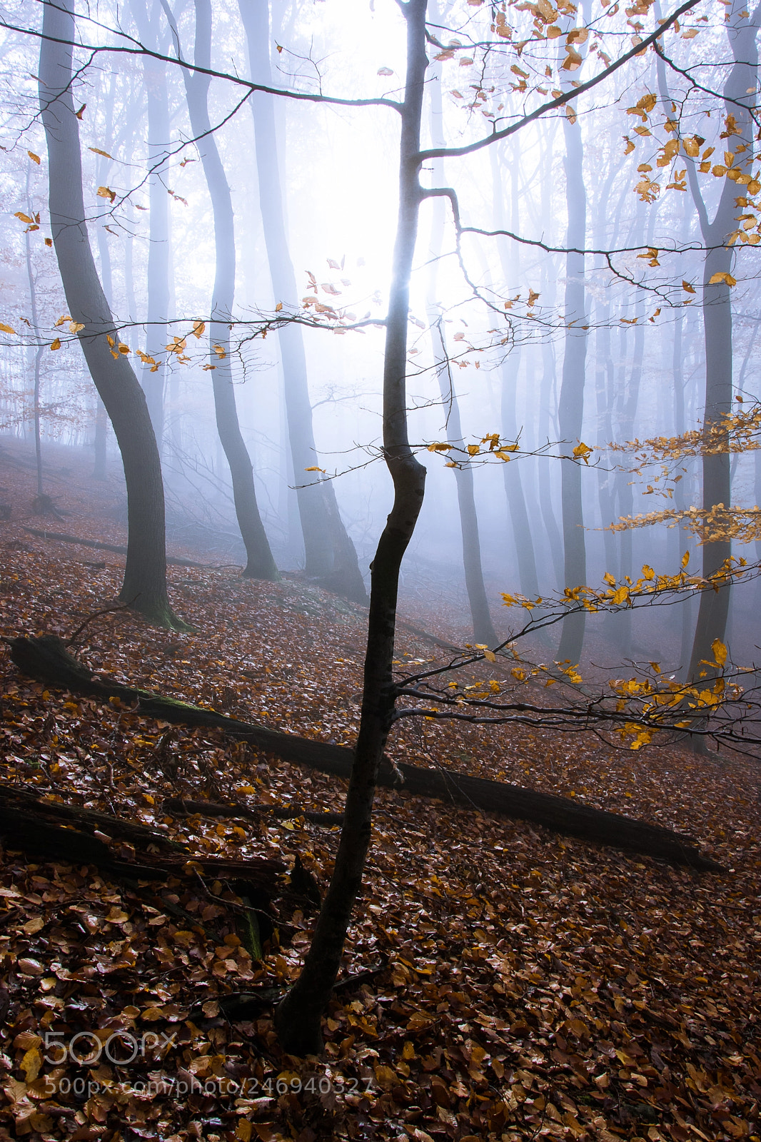 Nikon D7200 sample photo. Scene with trees photography