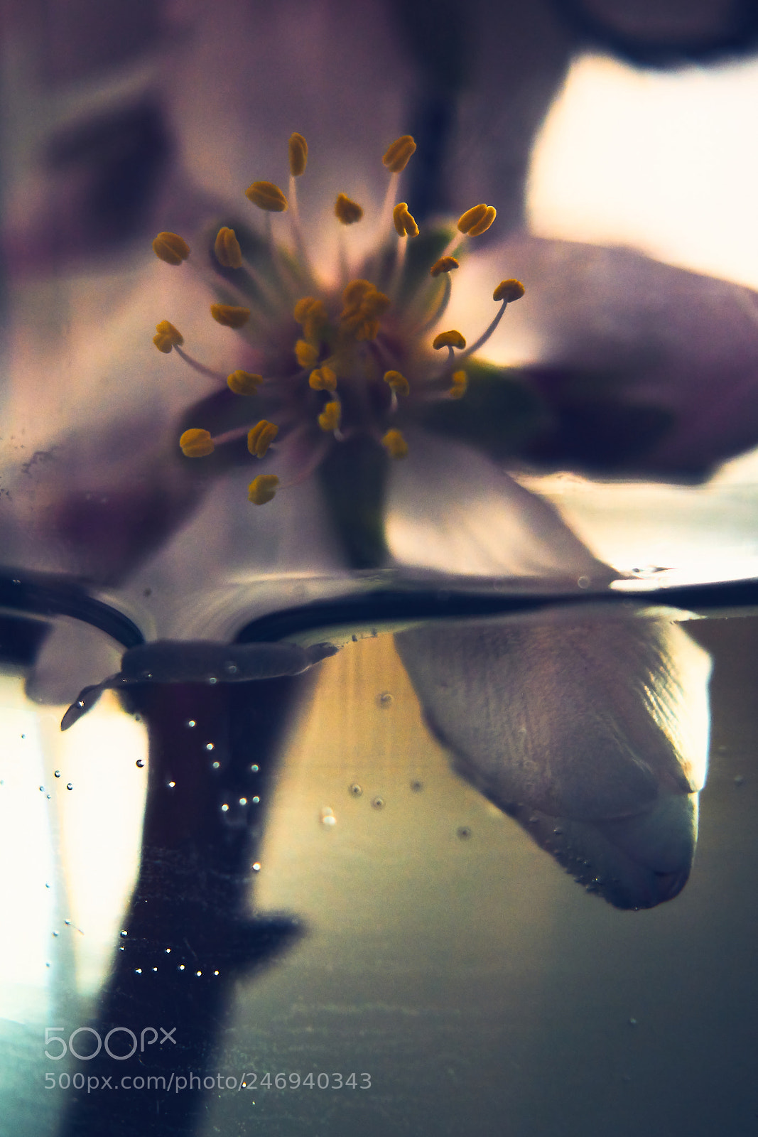 Sony ILCA-77M2 sample photo. Flores en agua photography