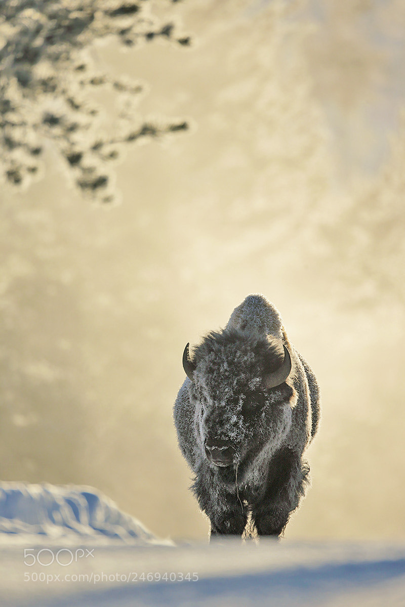 Canon EOS-1D X sample photo. Frosty bison at sunrise photography