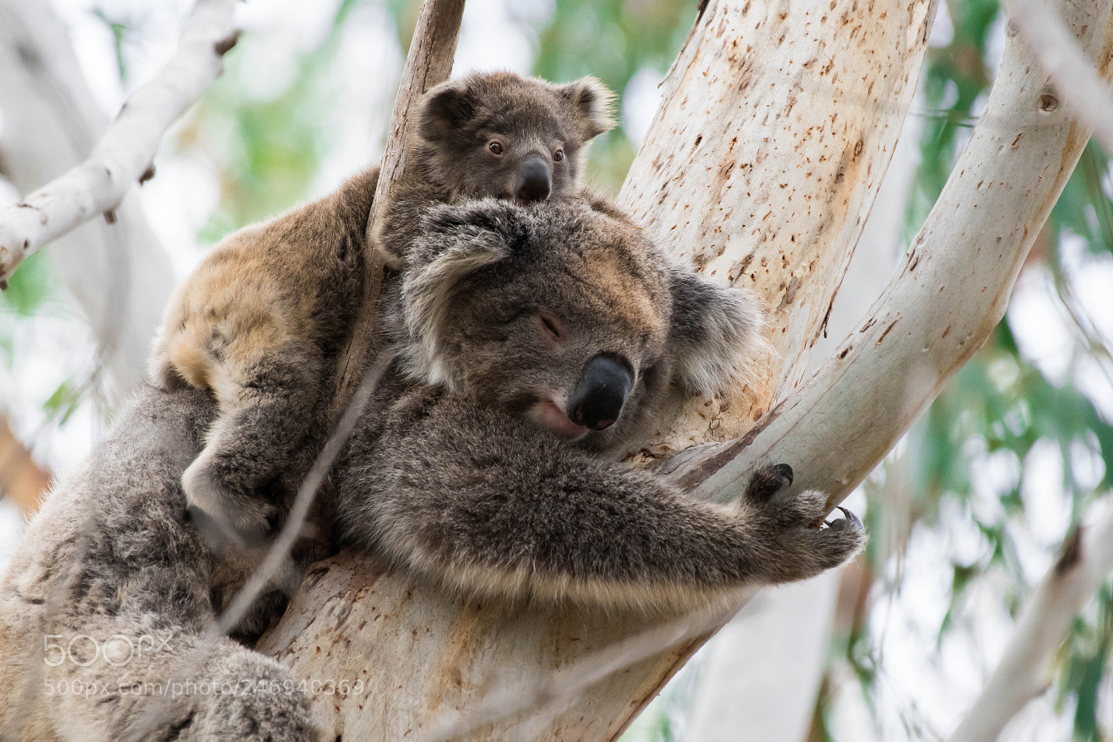 Nikon D500 sample photo. The koalas of kangaroo photography