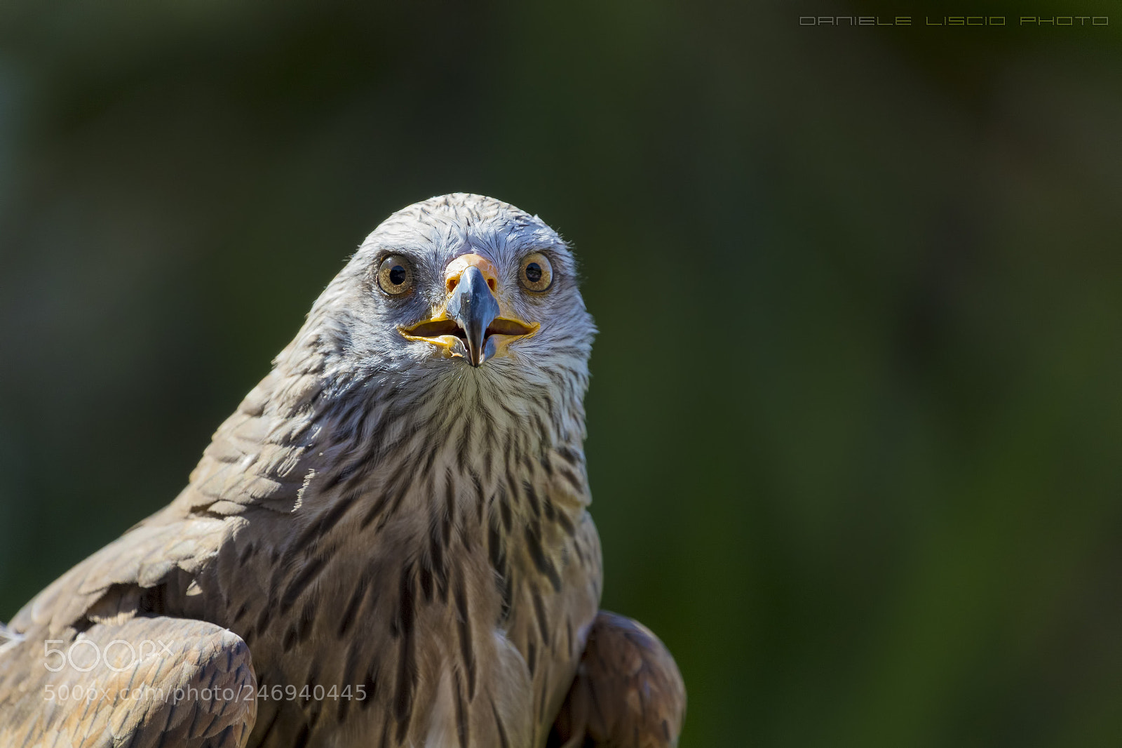 Canon EOS 7D Mark II sample photo. Milvus migrans photography