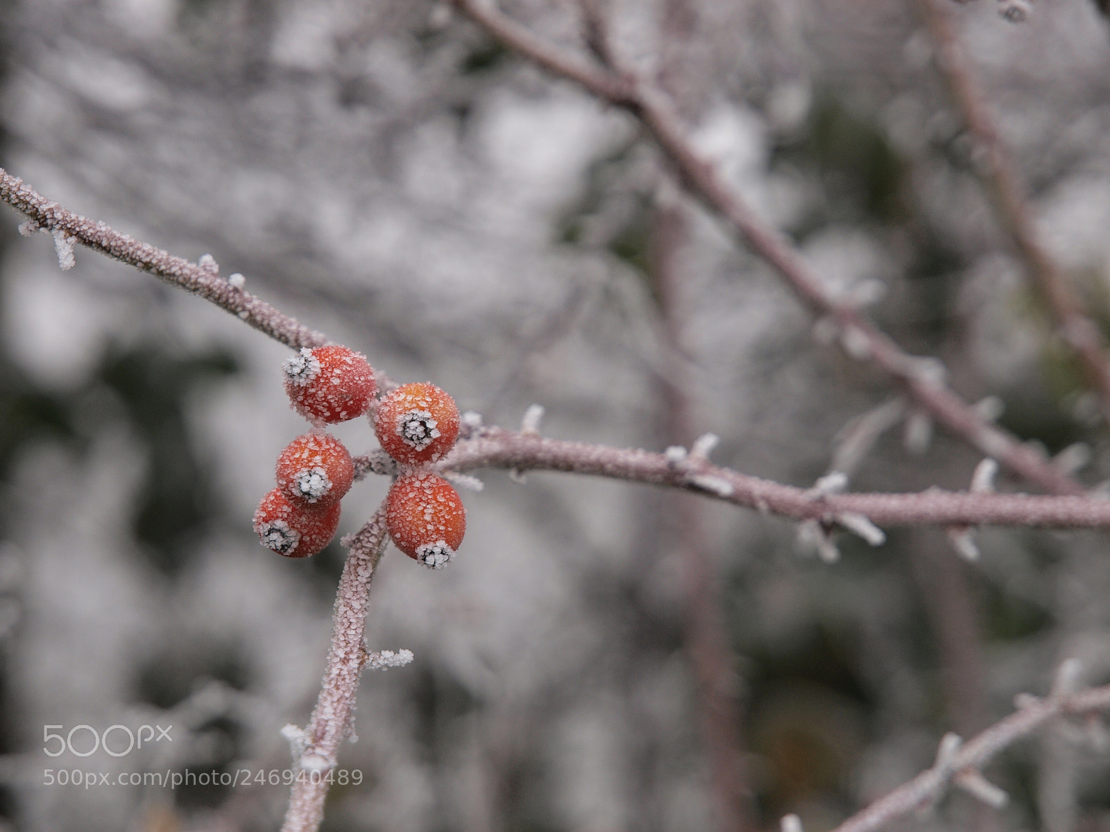 Olympus E-3 sample photo. Hagebutte on ice photography