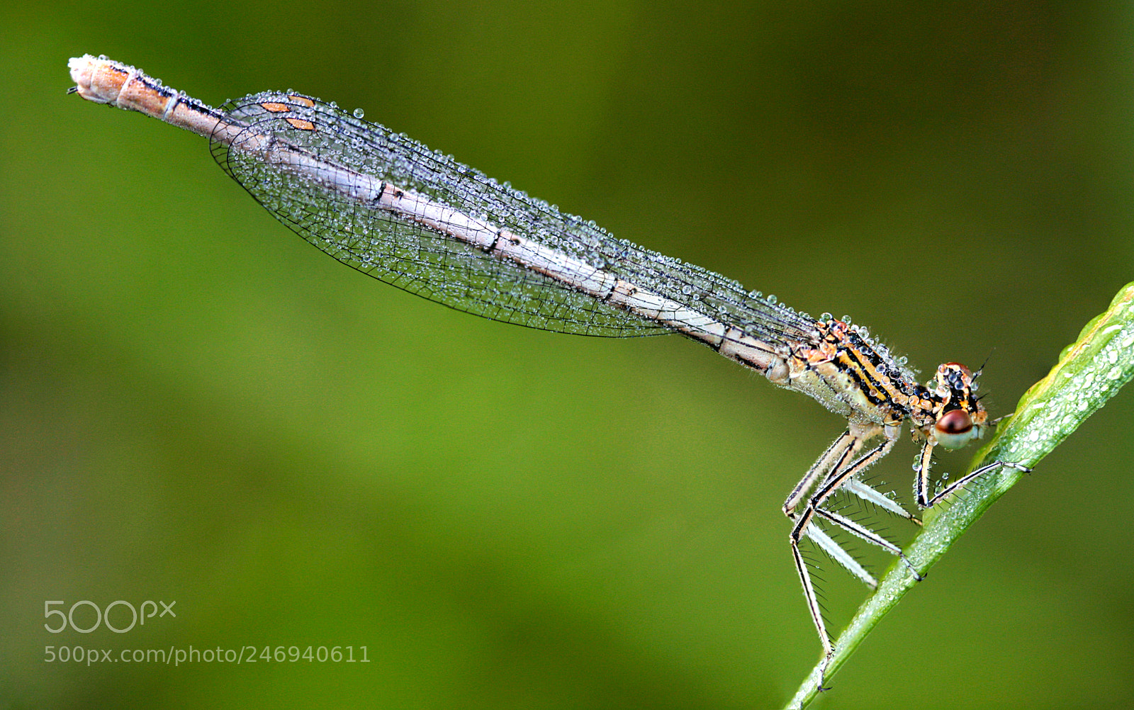Canon EOS 40D sample photo. White-legged damselfly photography
