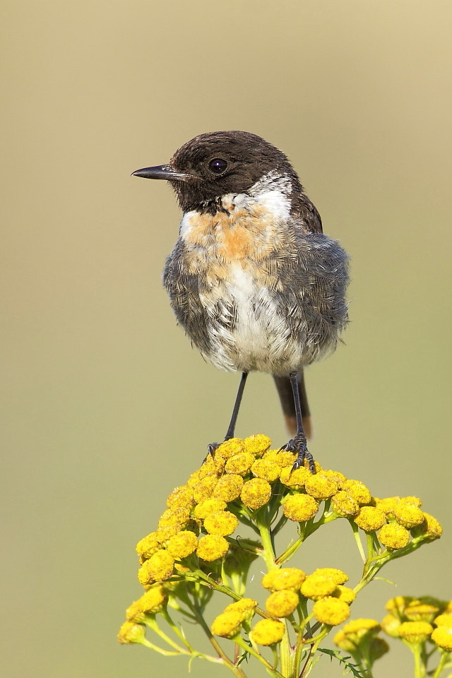 Canon EOS 50D + Canon EF 400mm F5.6L USM sample photo. Stonechat on flower photography