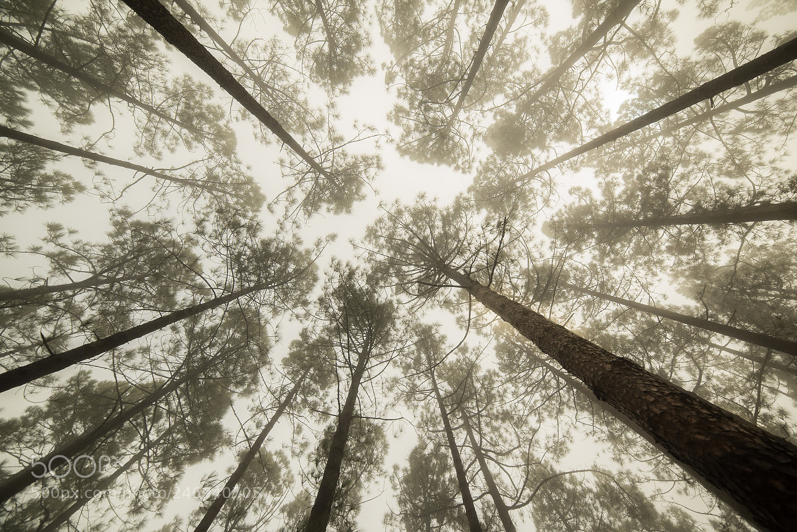 Nikon D810 sample photo. Las raices niebla photography