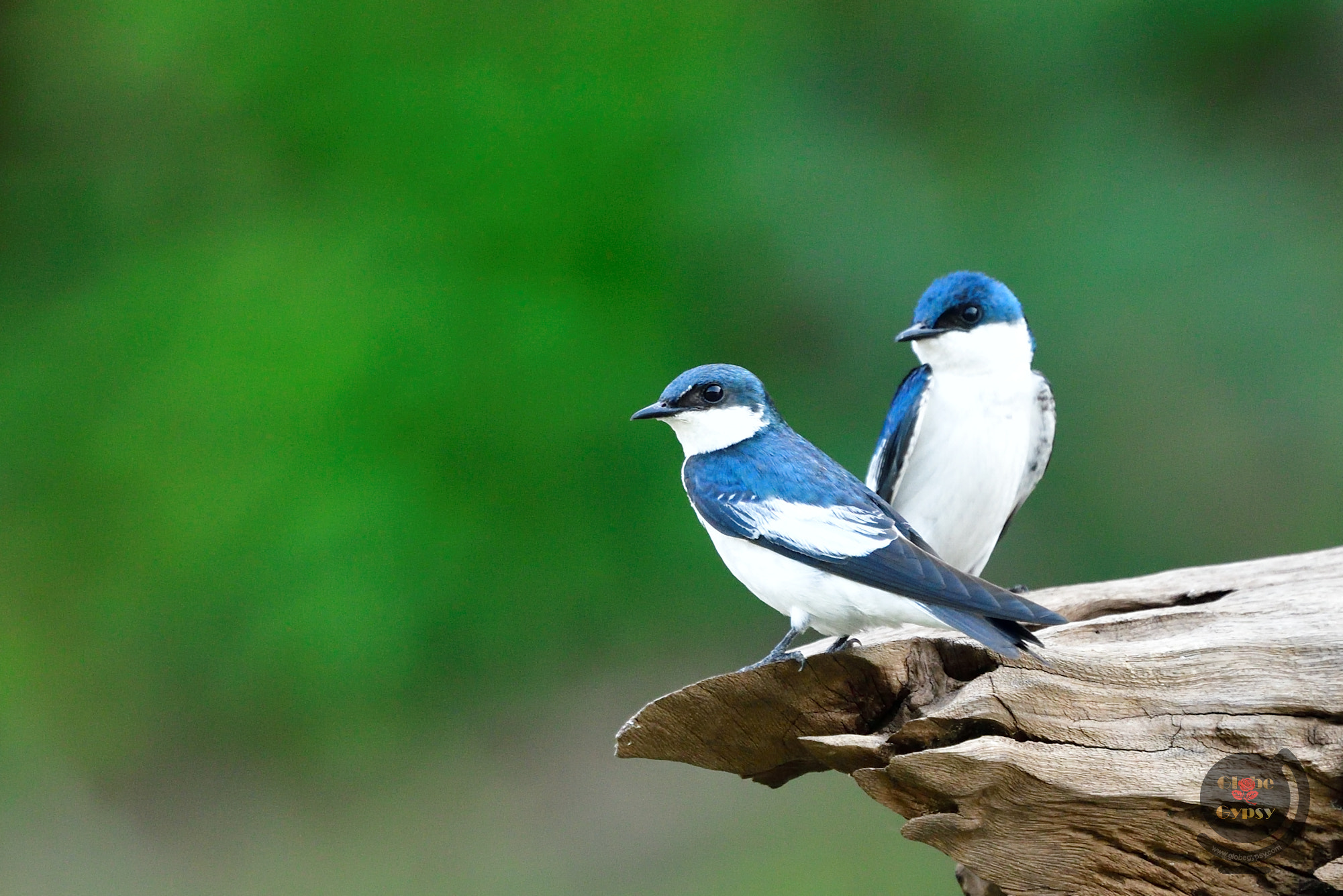 Nikon Nikkor AF-S 300mm F4E PF ED VR sample photo. Pretty pair photography