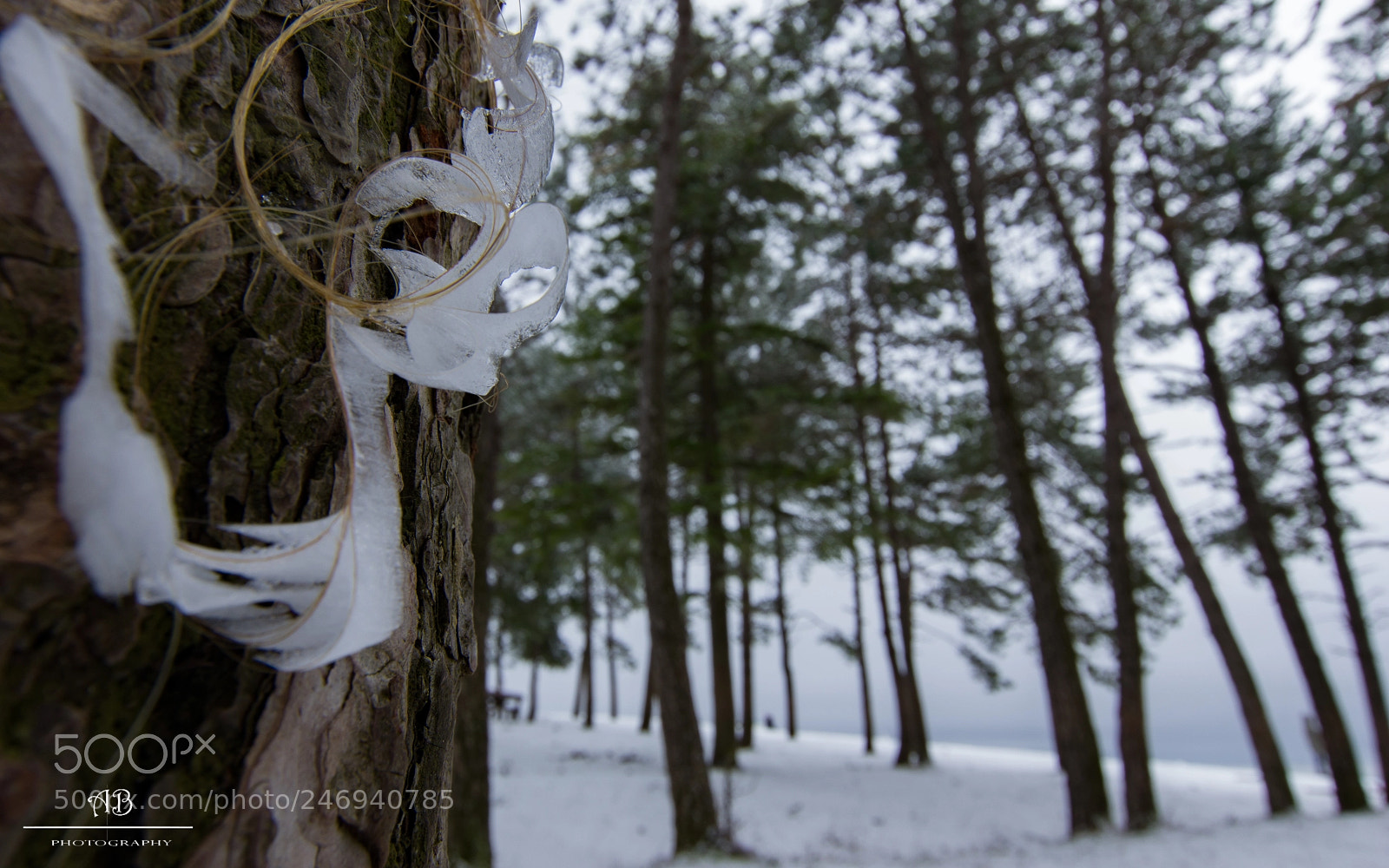 Pentax K-3 sample photo. Ice sculpture photography