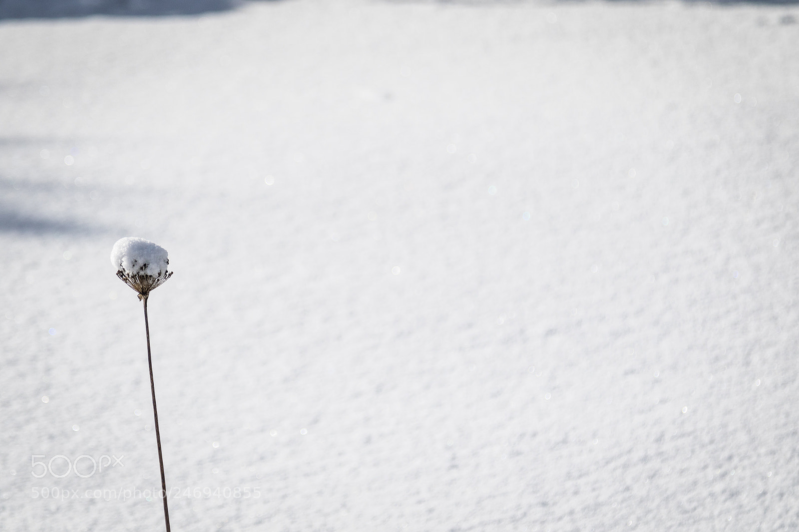 Canon EOS 7D Mark II sample photo. Snow flower photography