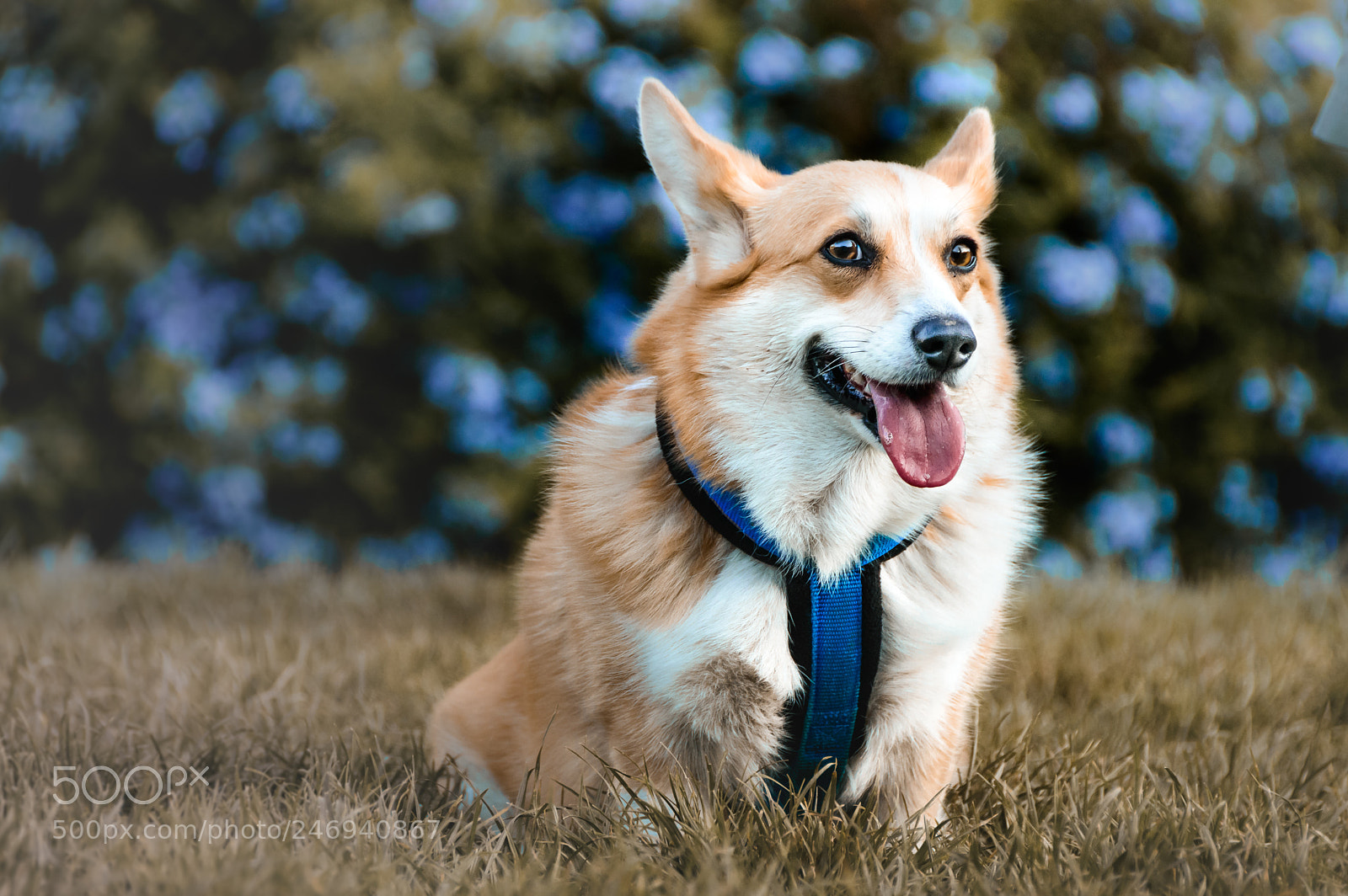 Nikon D3200 sample photo. Corgi pause photography