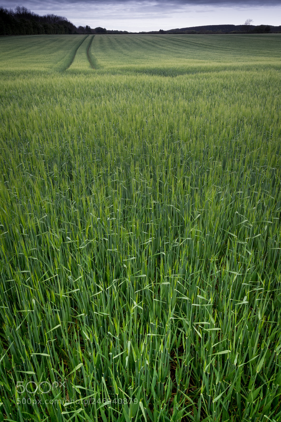 Nikon D7200 sample photo. Crop field photography