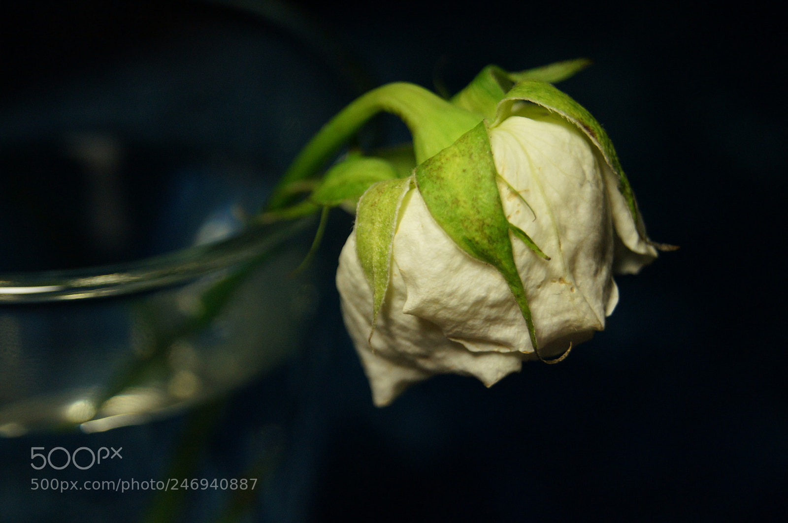 Sony Alpha DSLR-A580 sample photo. Leylifer photography