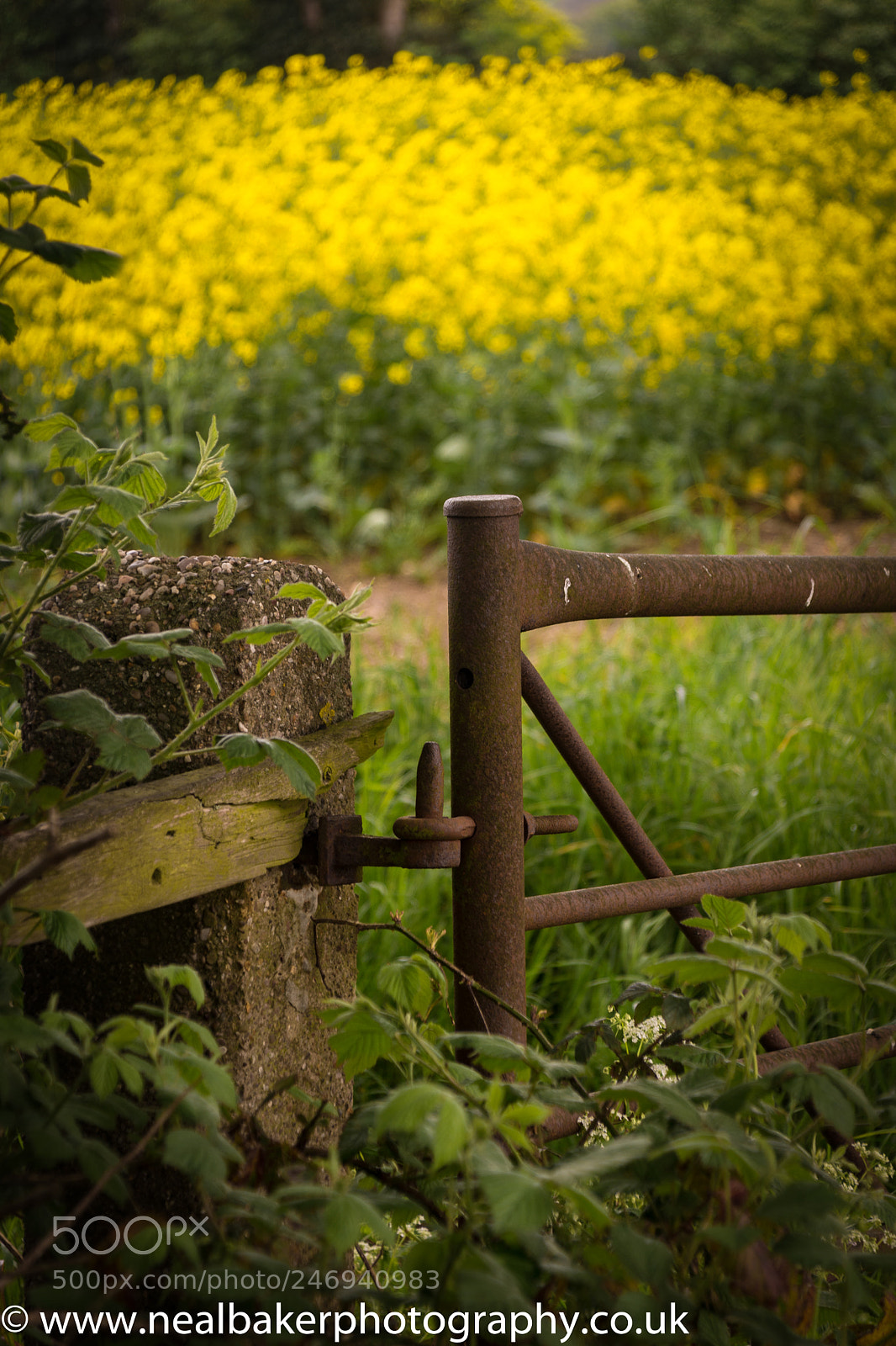 Nikon D7200 sample photo. Old rusty gate photography