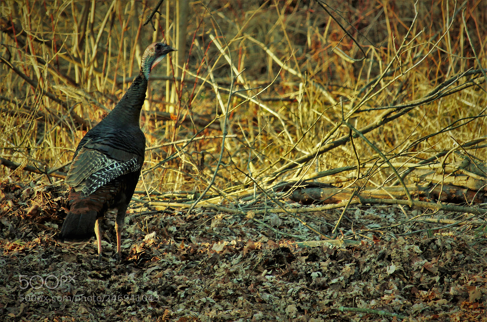 Canon EOS 1300D (EOS Rebel T6 / EOS Kiss X80) sample photo. Wild turkey photography