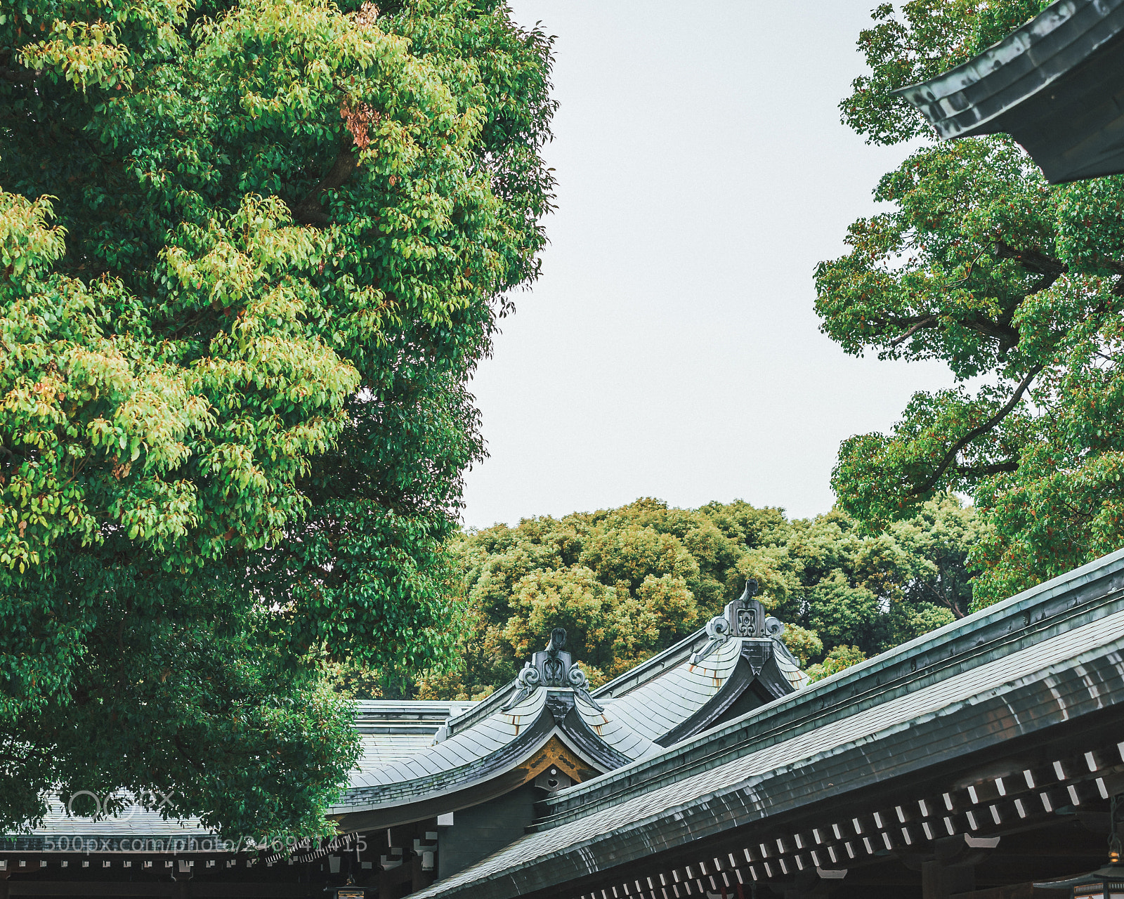 Sony a7 II sample photo. Meiji jingu photography