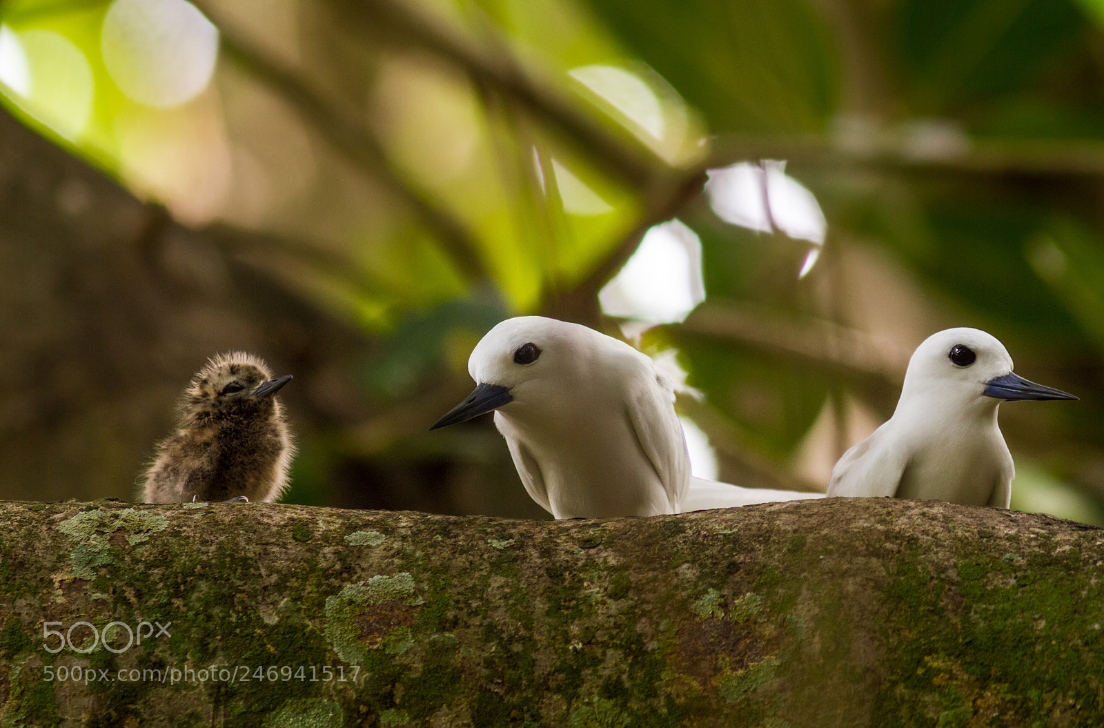 Canon EOS 7D sample photo. Fairy tern family photography