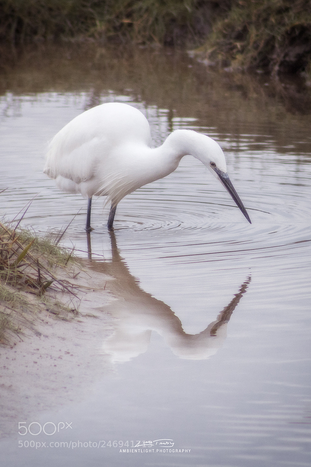 Canon EOS 1300D (EOS Rebel T6 / EOS Kiss X80) sample photo. Little egret photography