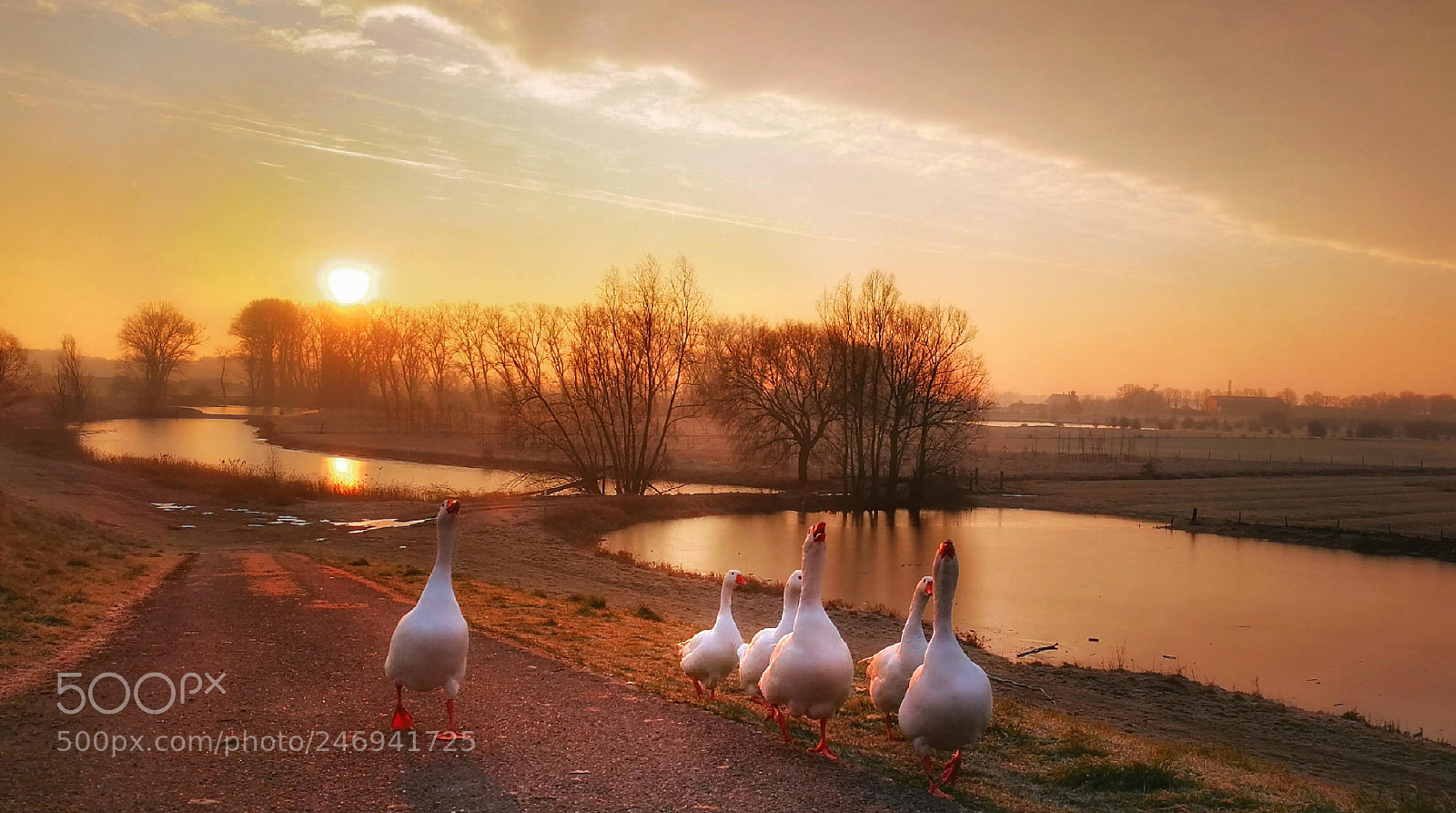 HUAWEI P10 sample photo. Sunny geese photography