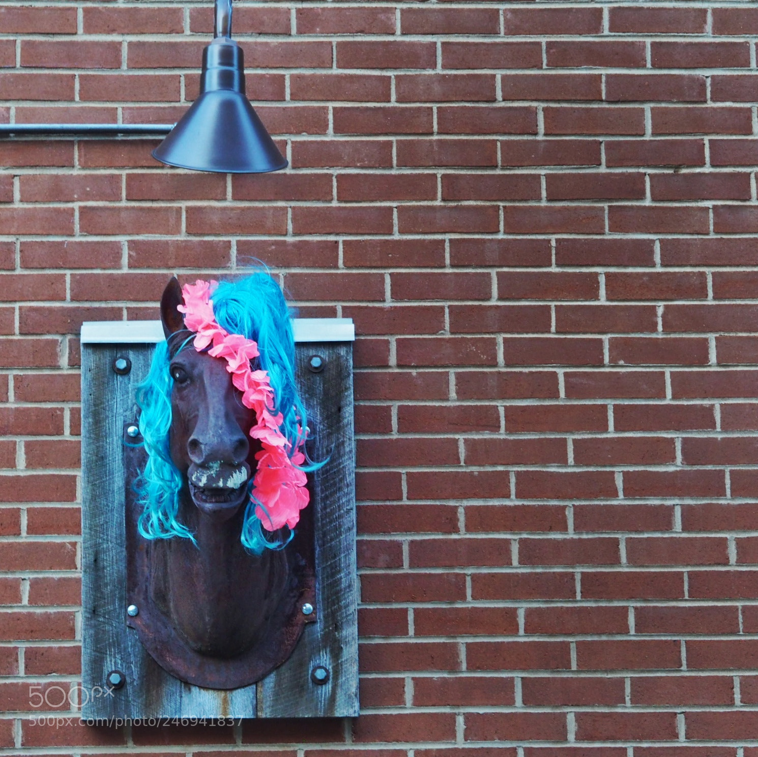 Olympus OM-D E-M10 sample photo. We like our horseheads photography
