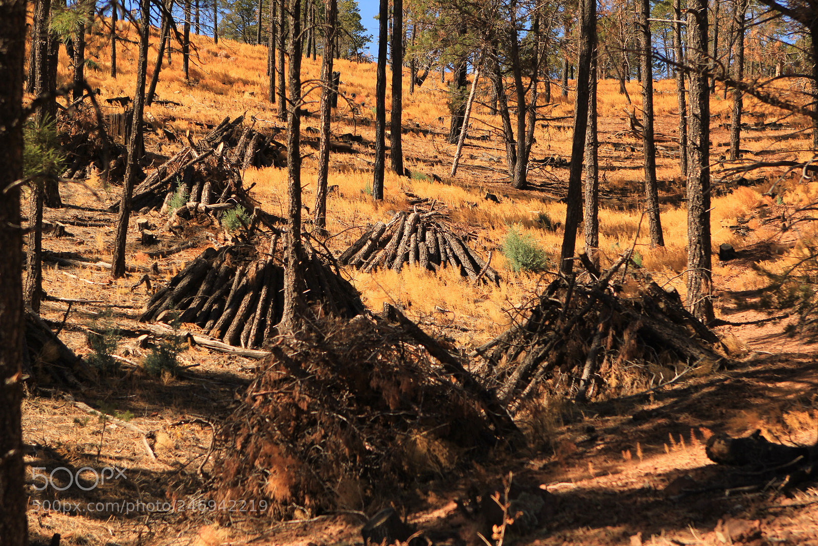 Canon EOS 550D (EOS Rebel T2i / EOS Kiss X4) sample photo. Fire forest. photography