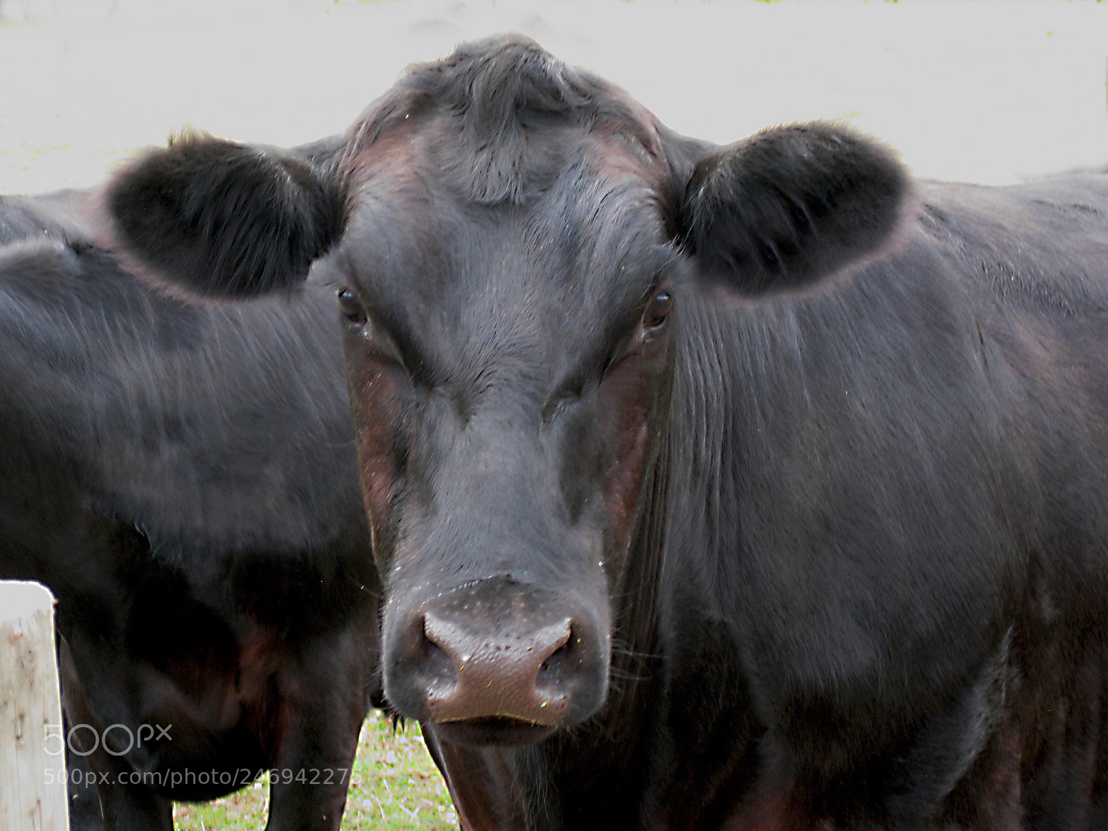 Canon DIGITAL IXUS 960 IS sample photo. Black bull photography
