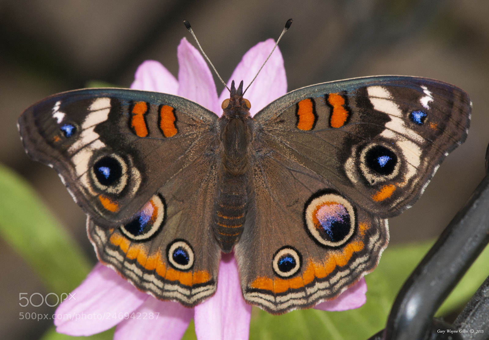 Nikon D300 sample photo. Buckeye photography