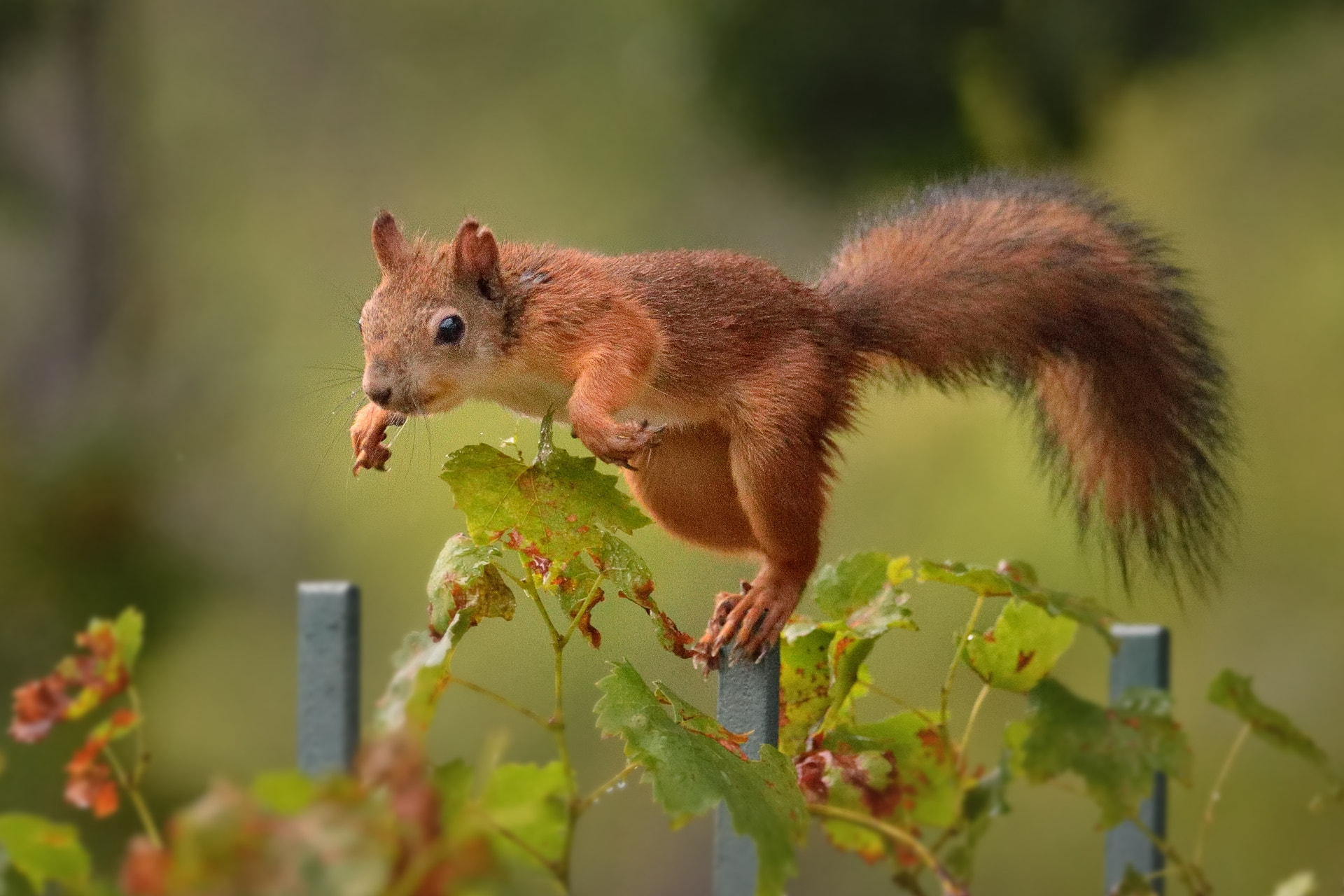 Nikon AF-S Nikkor 300mm F4D ED-IF sample photo. Ready for the jump photography