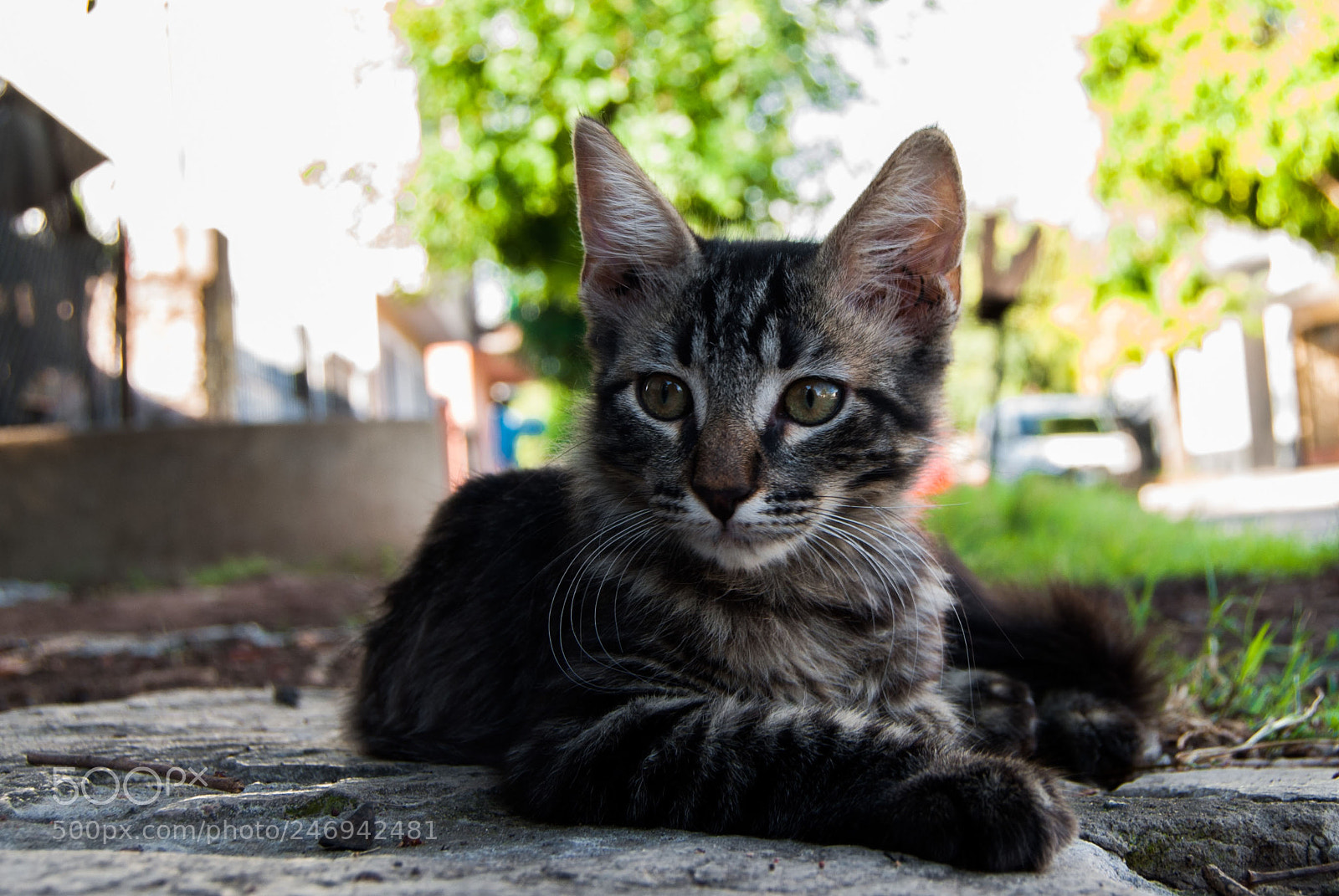 Nikon D40X sample photo. R pido para las photography