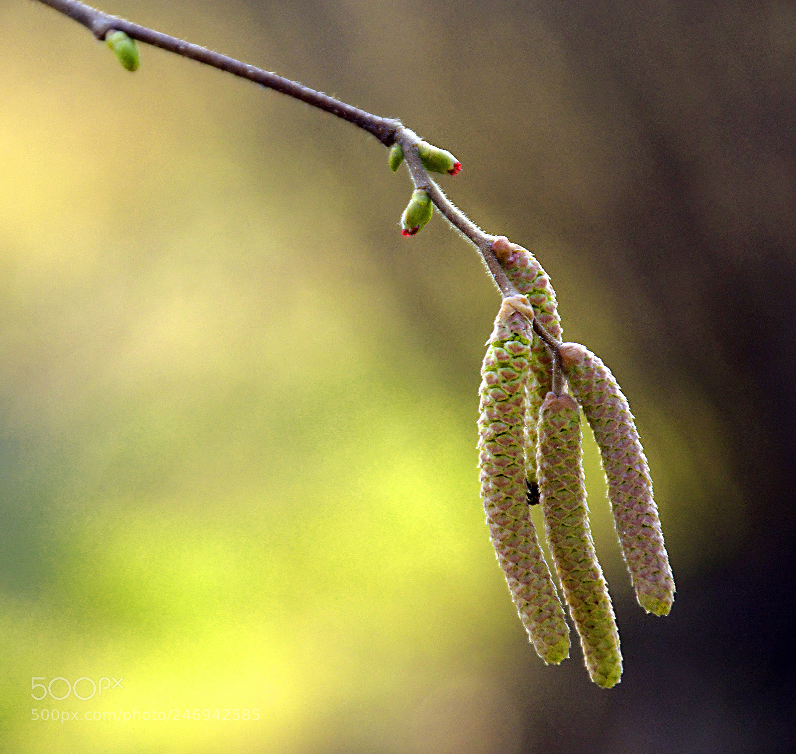 Nikon D5200 sample photo. Spring comes photography