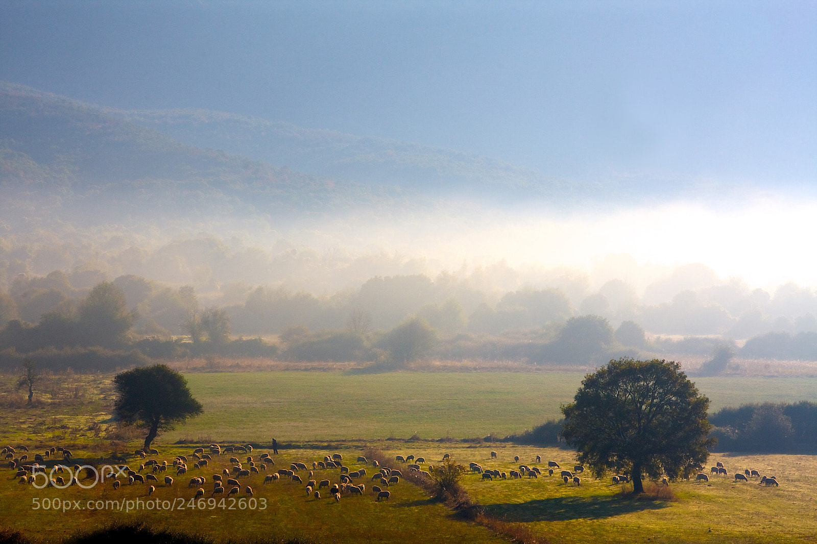 Canon EOS 40D sample photo. A foggy morning in photography