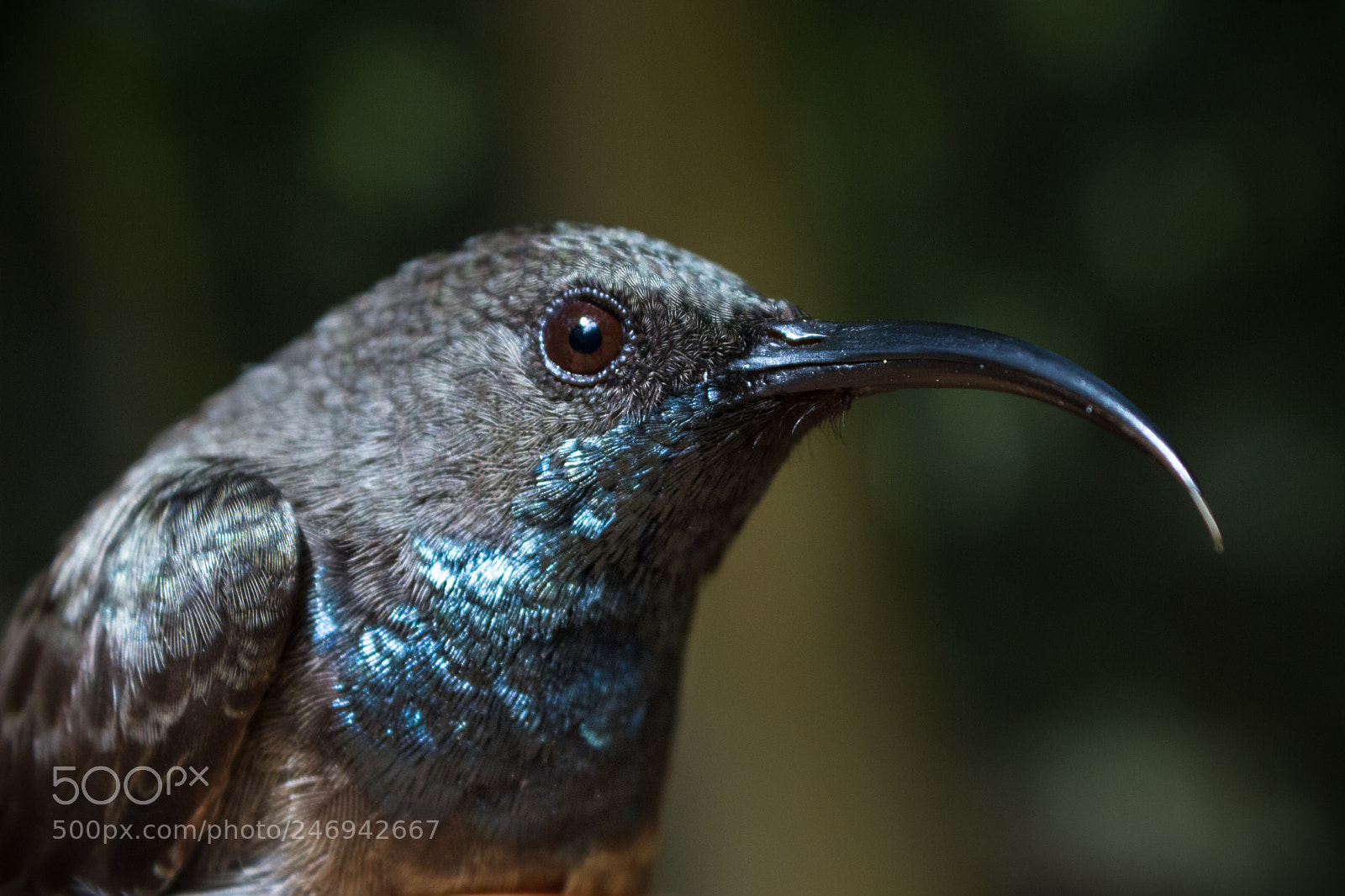 Canon EOS 7D sample photo. Seychelles sunbird portrait photography