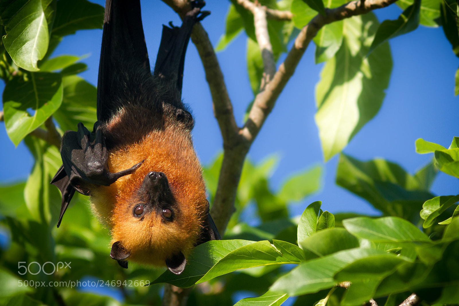 Canon EOS 7D sample photo. Seychelles fruit bat pointing photography