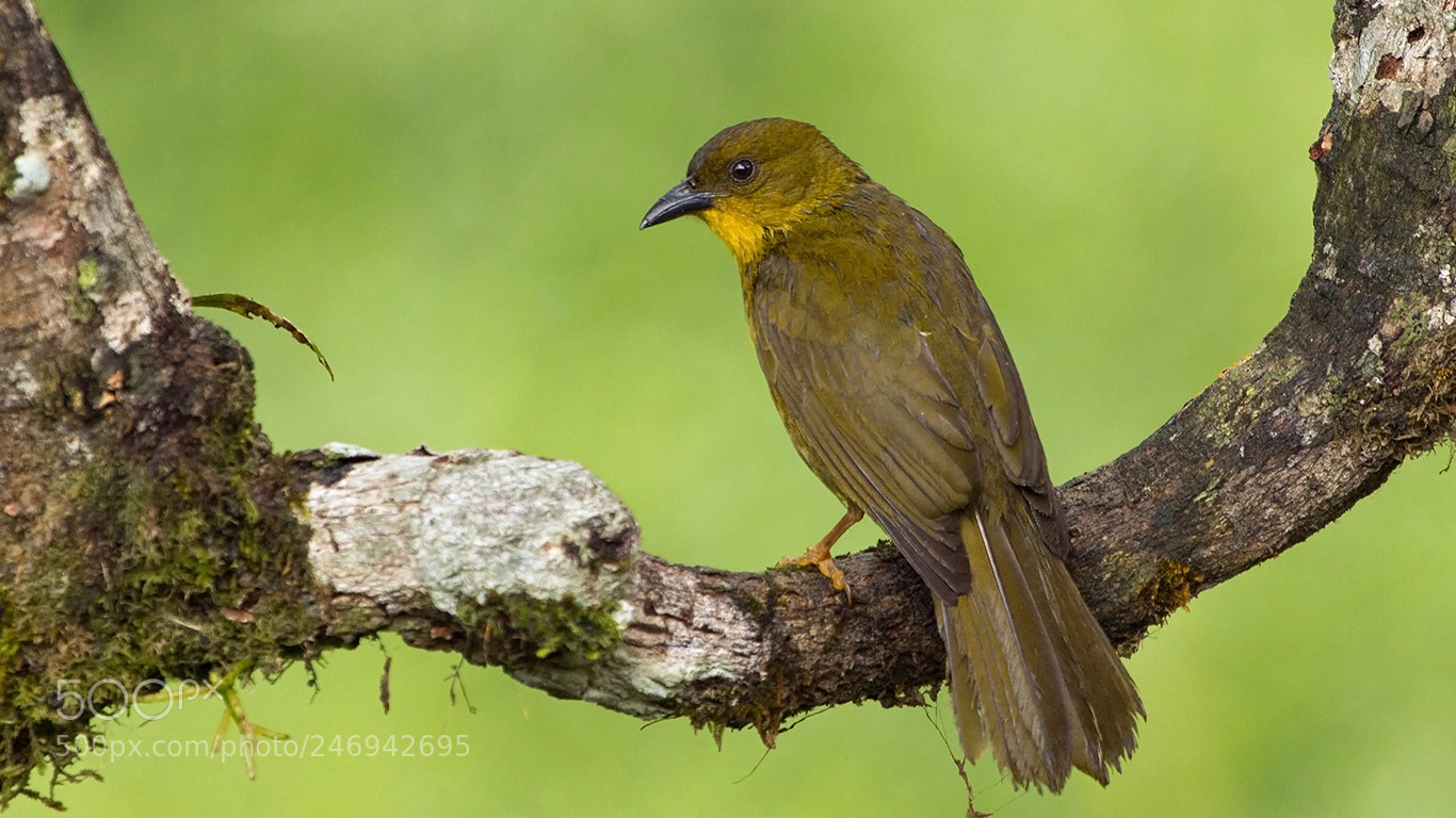 Canon EOS 60D sample photo. Olive-green tanager photography