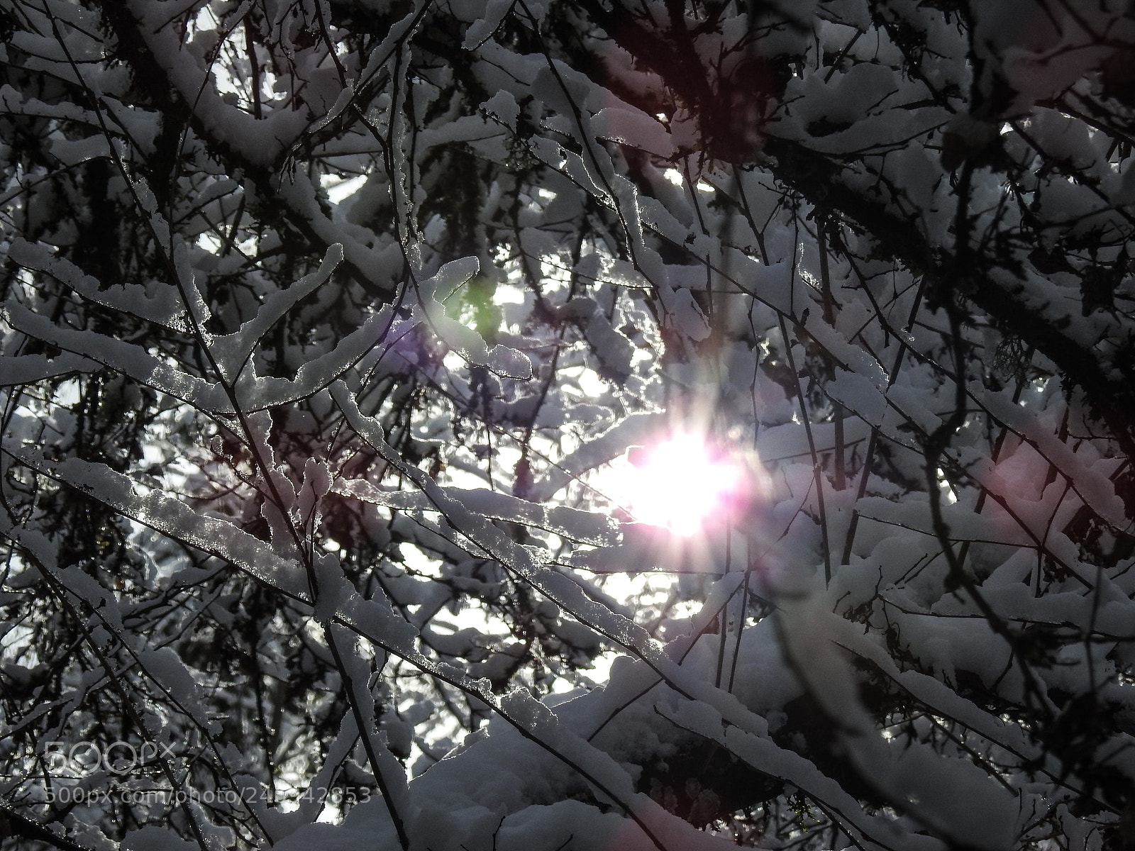 Nikon Coolpix P900 sample photo. Late winter snow (4) photography