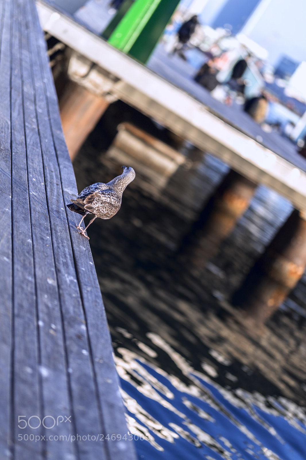 Canon EOS 6D Mark II sample photo. Seagel photography