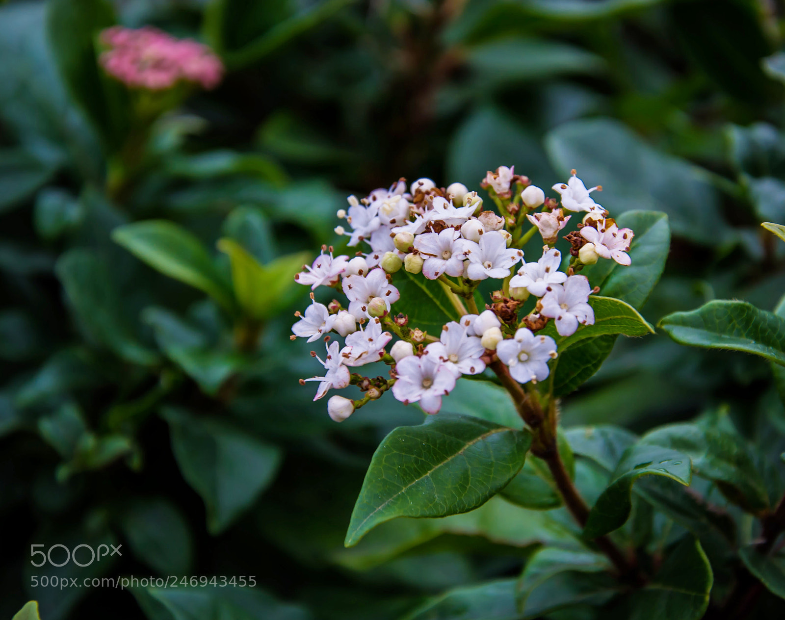 Nikon D3100 sample photo. Untitled photography