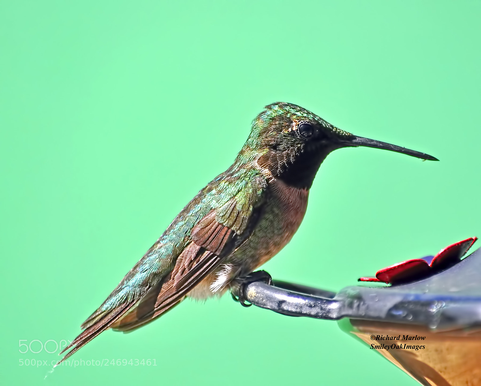 Nikon D5000 sample photo. Hummingbird photography