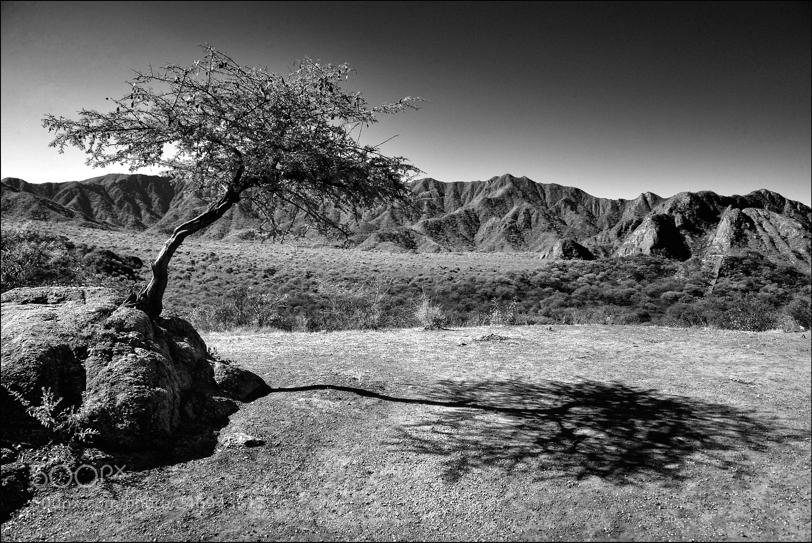 Nikon D600 sample photo. El arbolito de las photography