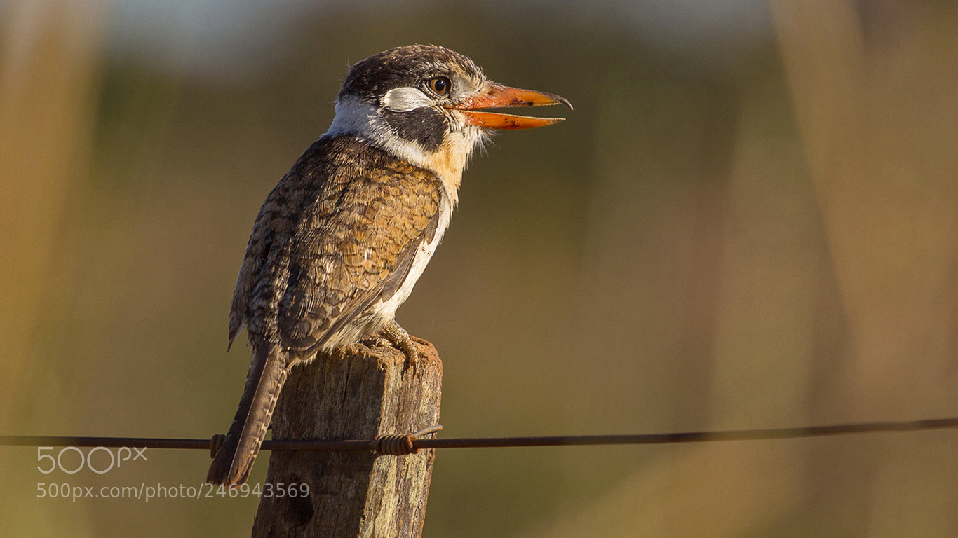 Canon EOS 60D sample photo. White-eared puffbird photography