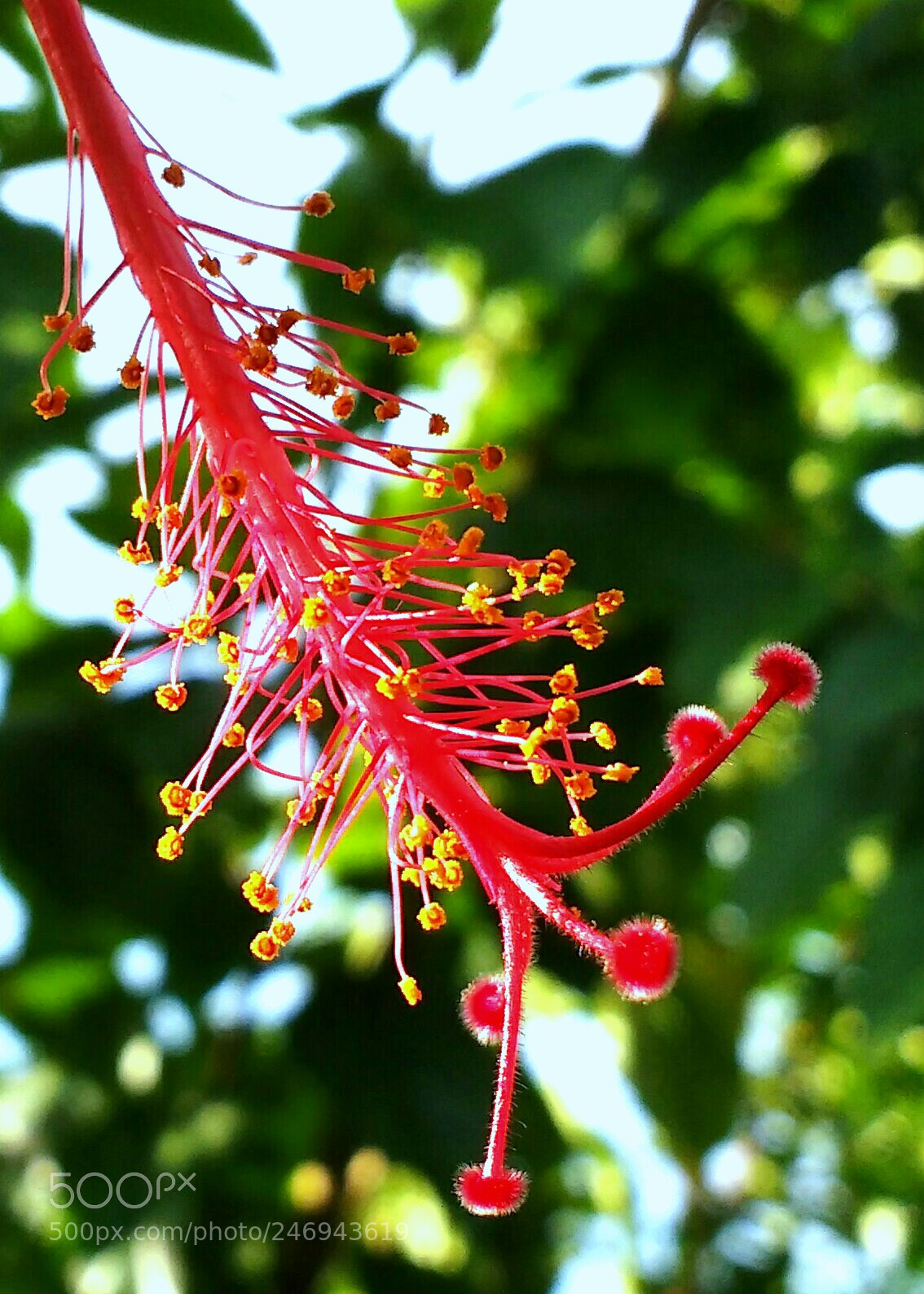 Motorola MotoG3 sample photo. Hibiscus photography