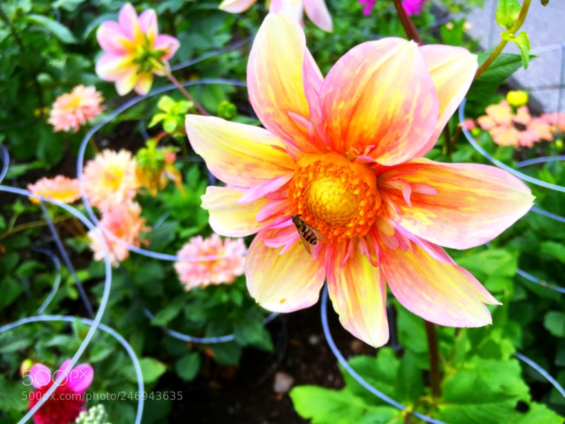 Apple iPhone 6s sample photo. Copy photography