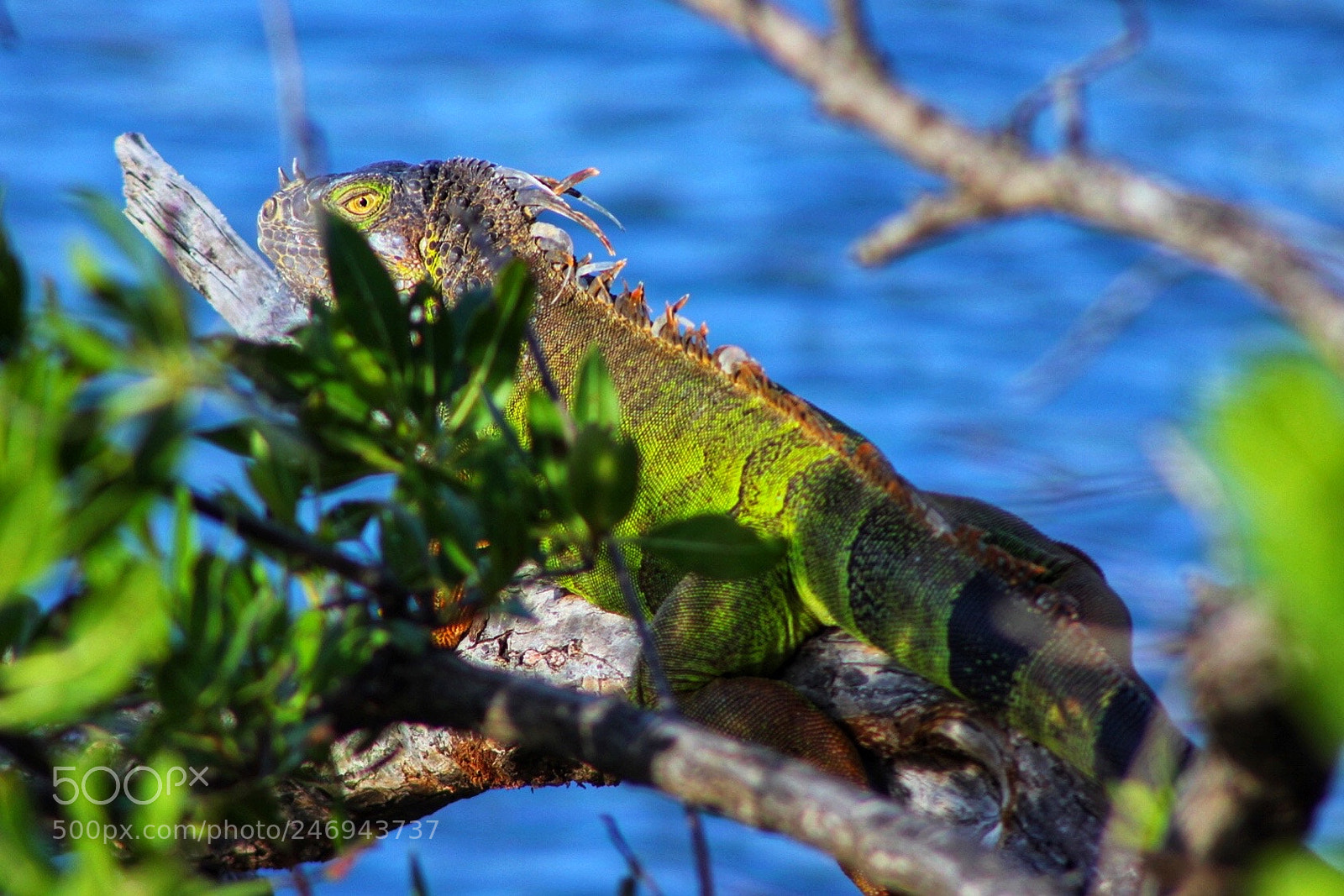 Canon EOS 60D sample photo. Pee-ka-boo.... photography